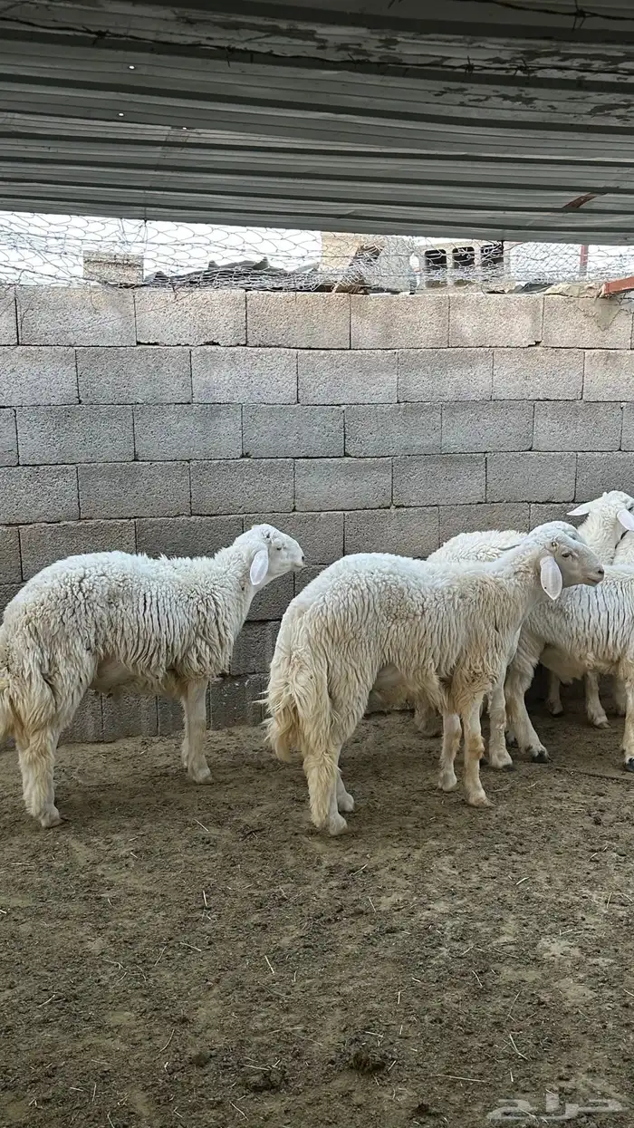 طليان جبره 2