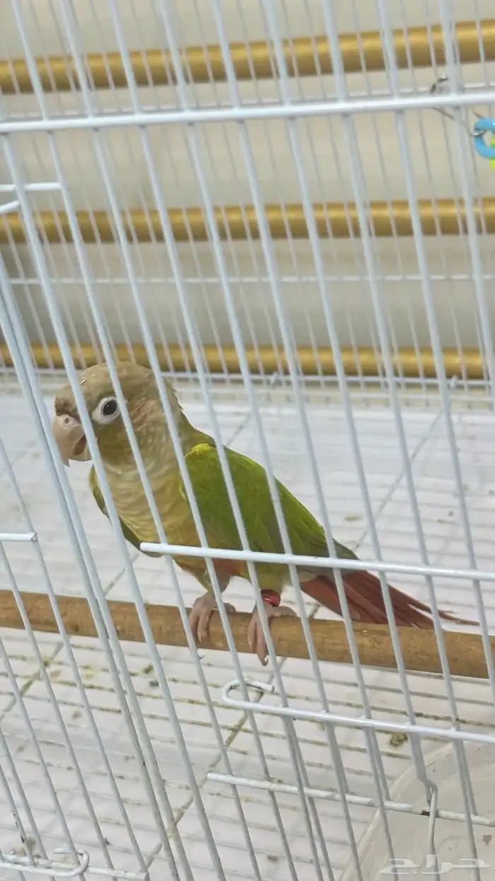 طير كنيور اليف جدآ 6