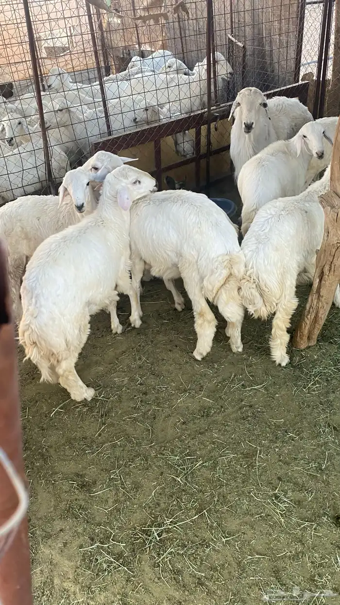 طليان حبصي العمر 6 شهور وفيها 7 شهور 6