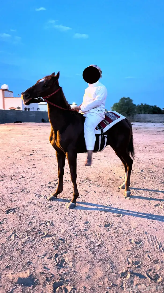 حصان انقليزي مشروك 2