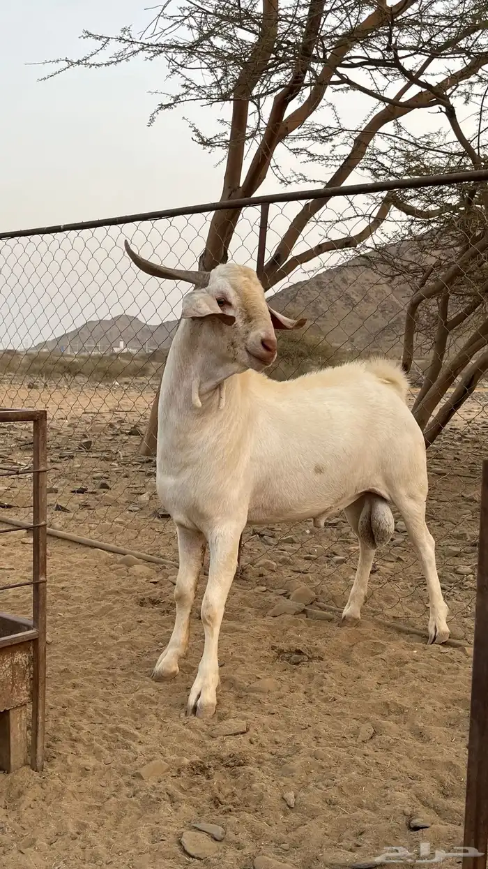تيس جذع فحل صنف الصنف 4