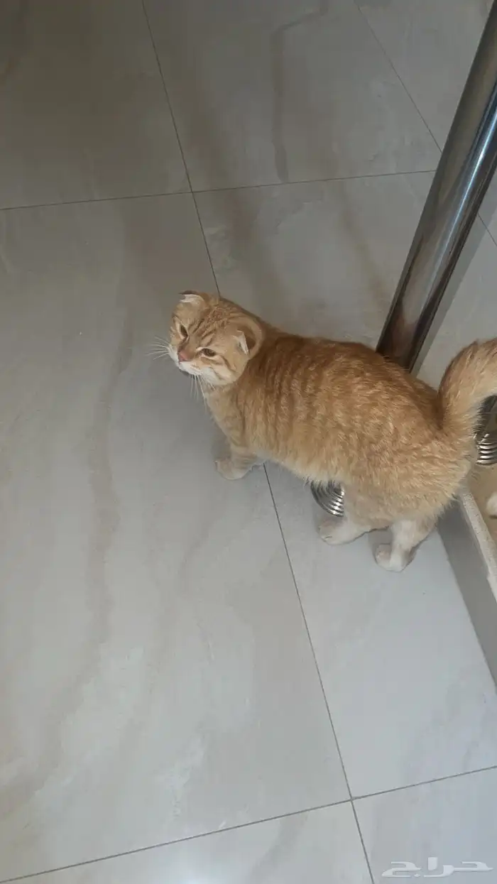 للبيع قط ذكر 0