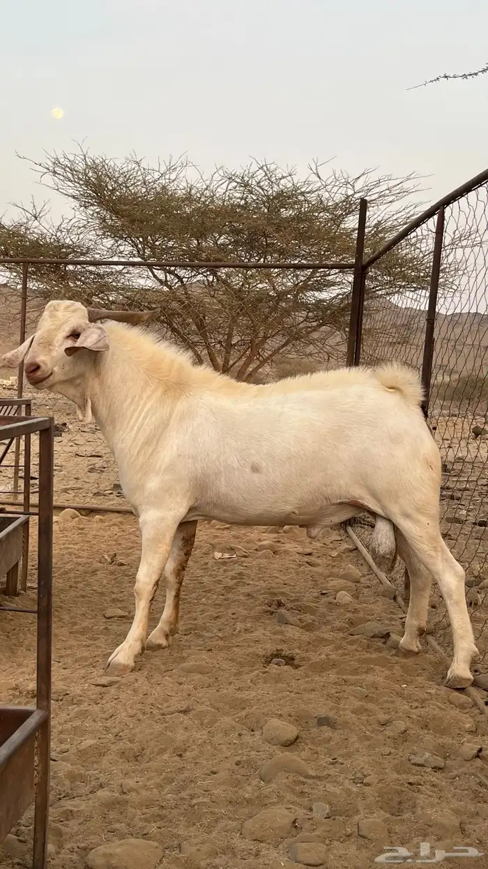 تيس جذع فحل صنف الصنف 2