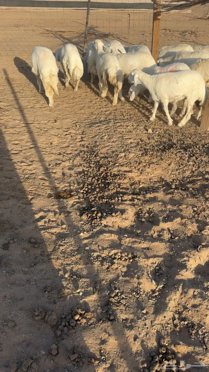 رخال حريات صنف الصنف 2