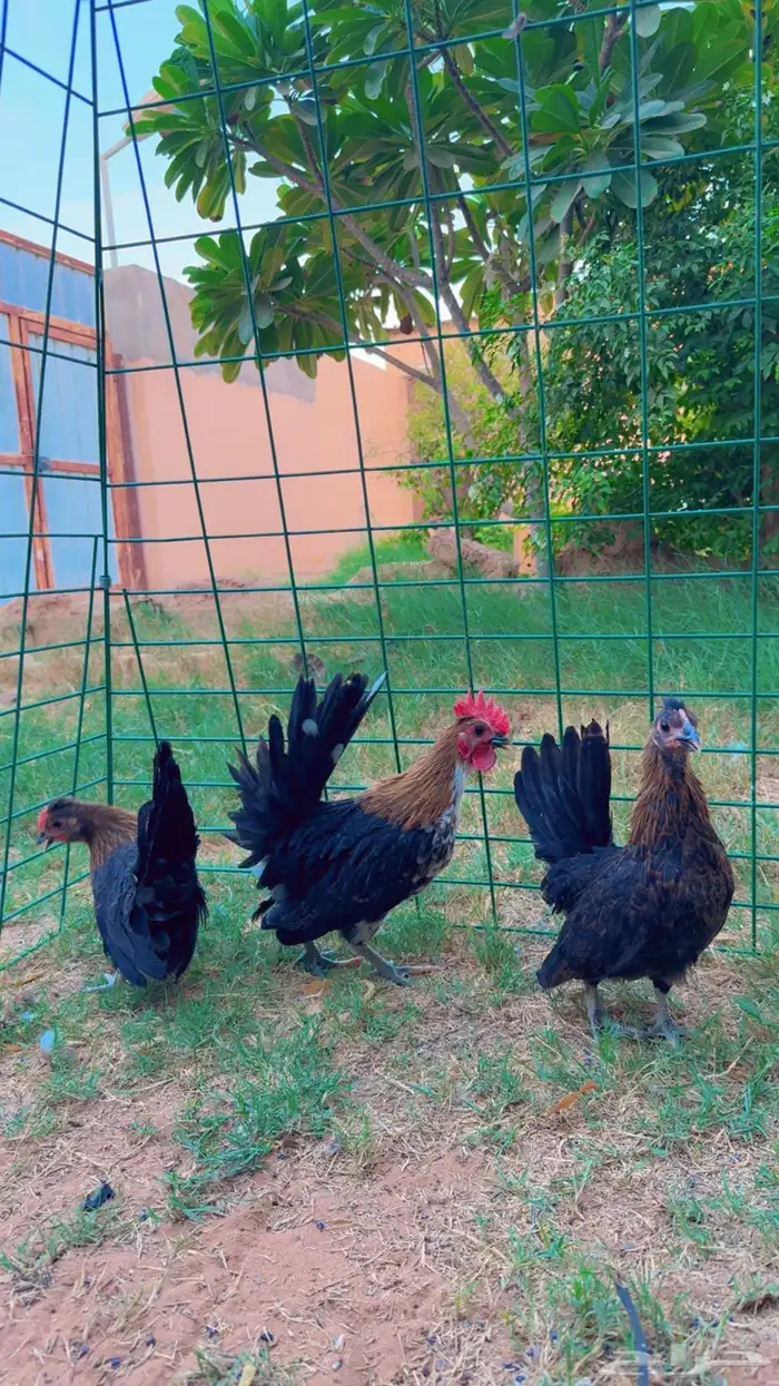 مسحب بشاير 3