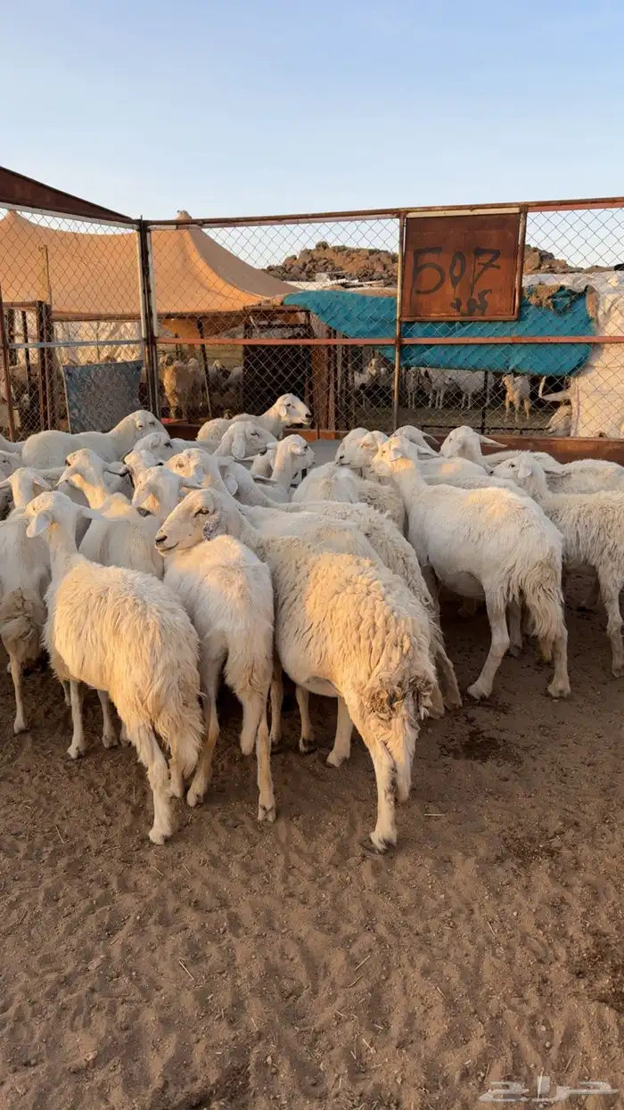 غنم حصيب بفحلها 3