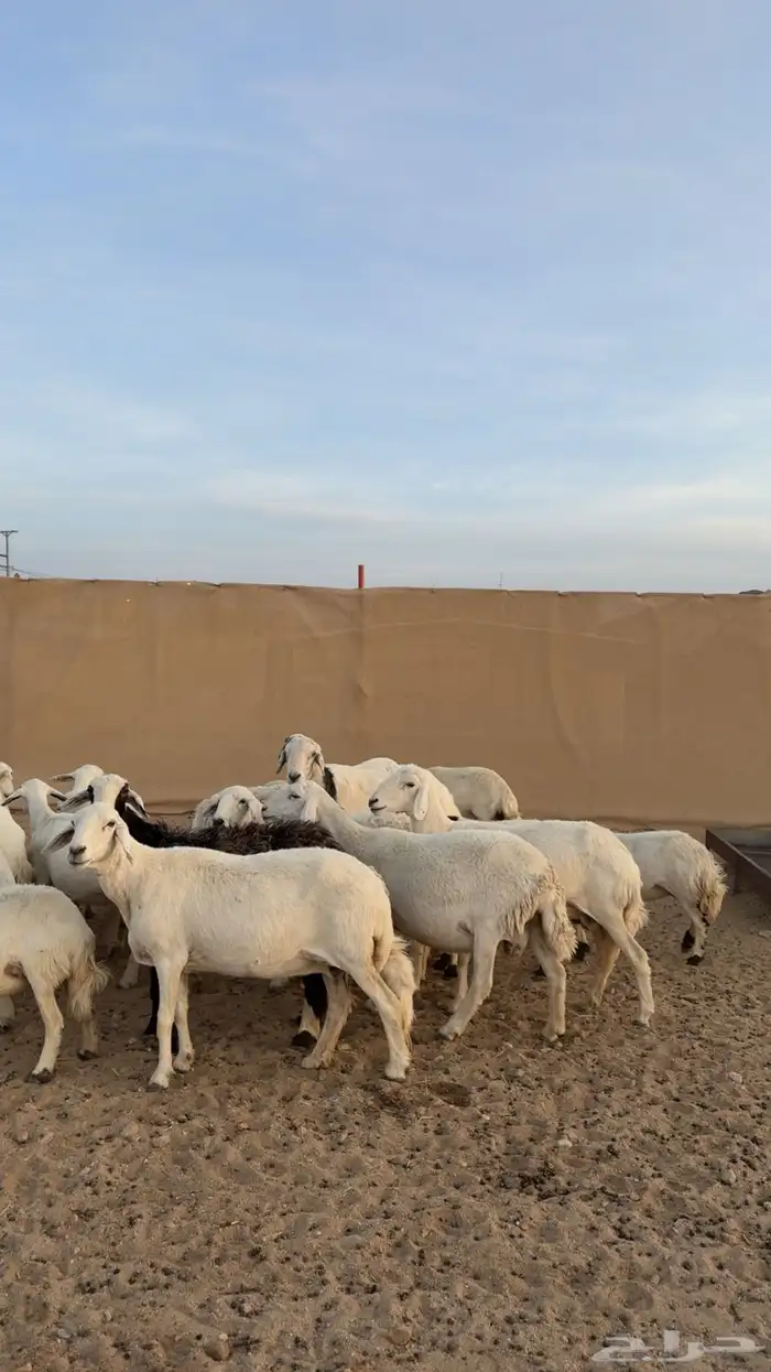 39 بفحلها حصيب وصنف 6