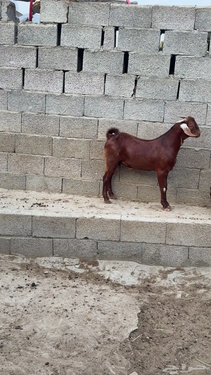 مشاريع فحول 0
