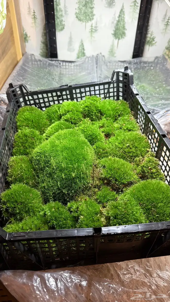 نبات الموس 0