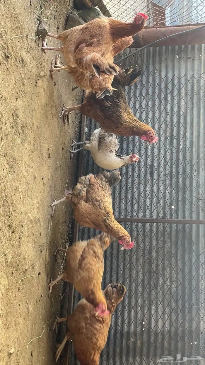 دجاج تركي 6