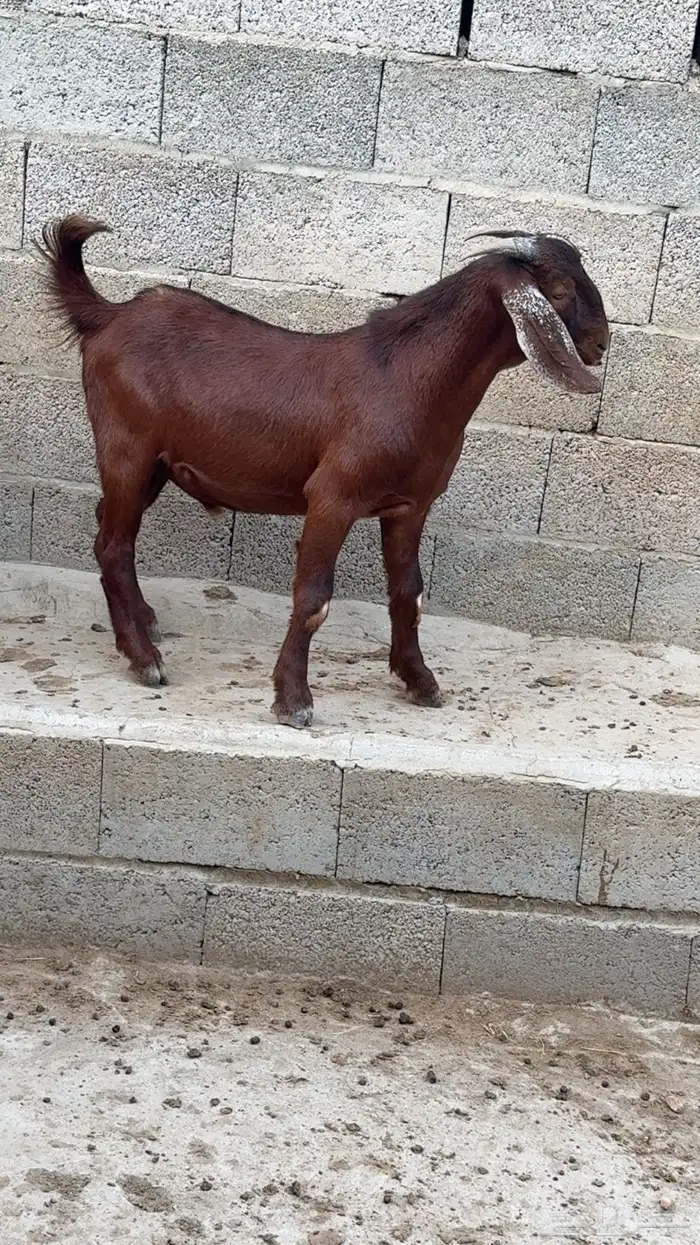 مشاريع فحول 1