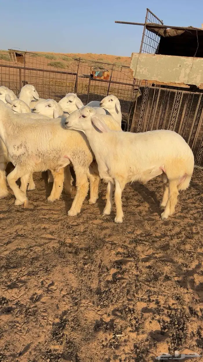 بهم حري فاخر وجبر ومشاريع فحول 4