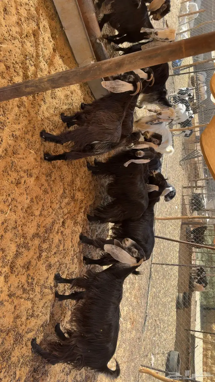 معزى مراح 5
