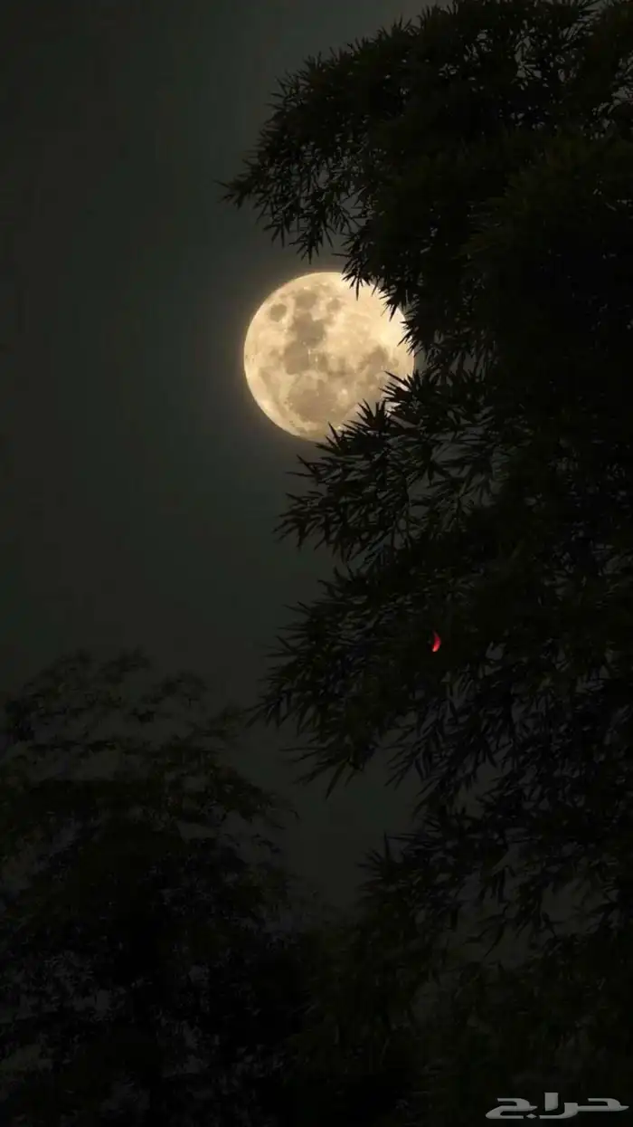 مطلوب حلال للبيع غنم او معزا اي عدد 0