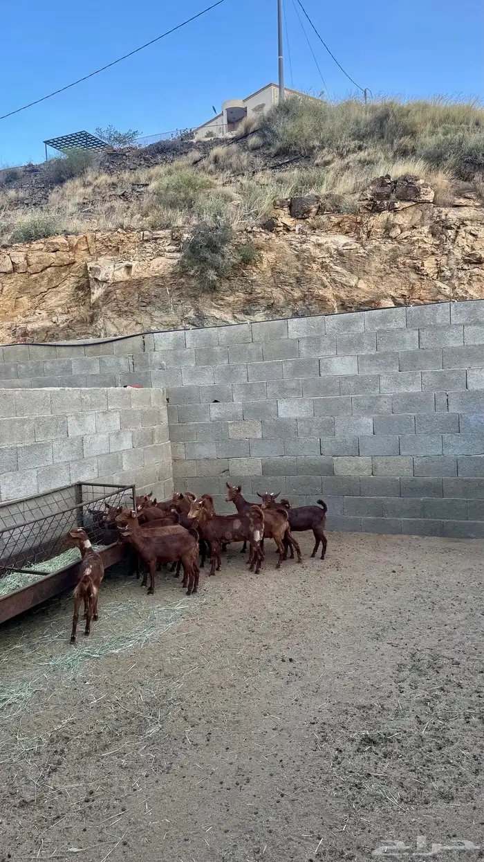 عنقان كفو 1