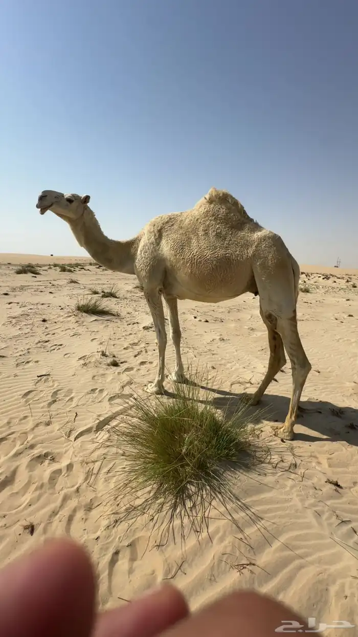 ناقه وضحى 0