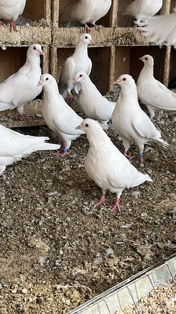حمام فرنسي لاحم جفن احمر 1