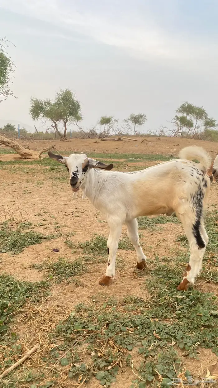 مشروع مسلب 4
