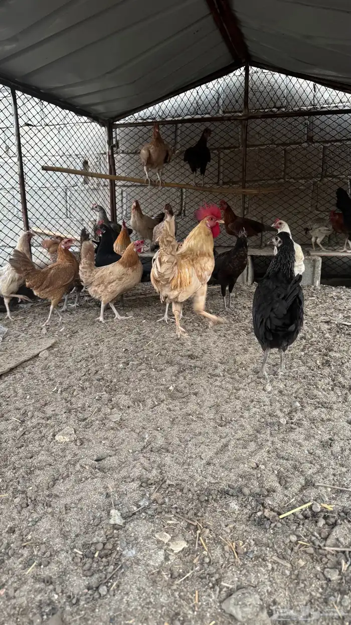 دجاج للبيع 6