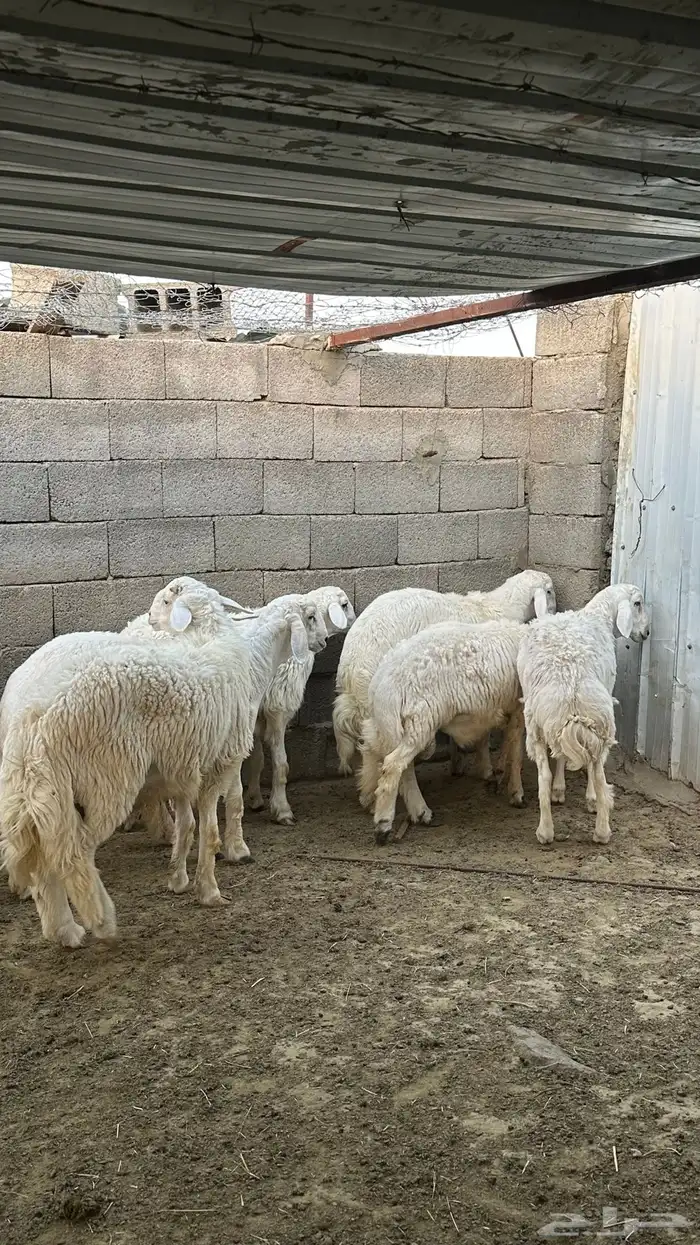 طليان جبره 0
