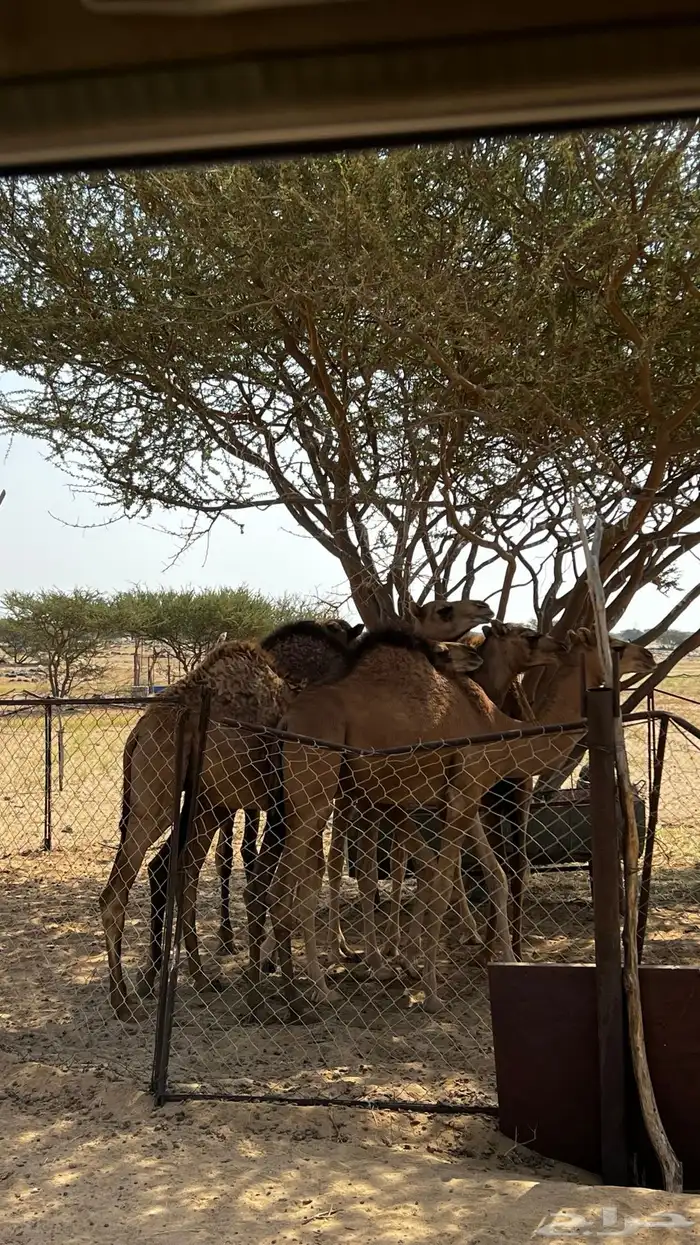 قعدان القنفذه حلي 0