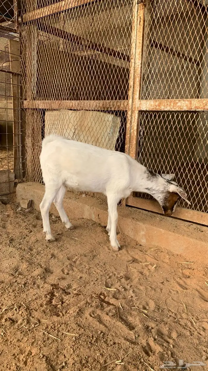 جفره جنوبيه ذبيحه 1