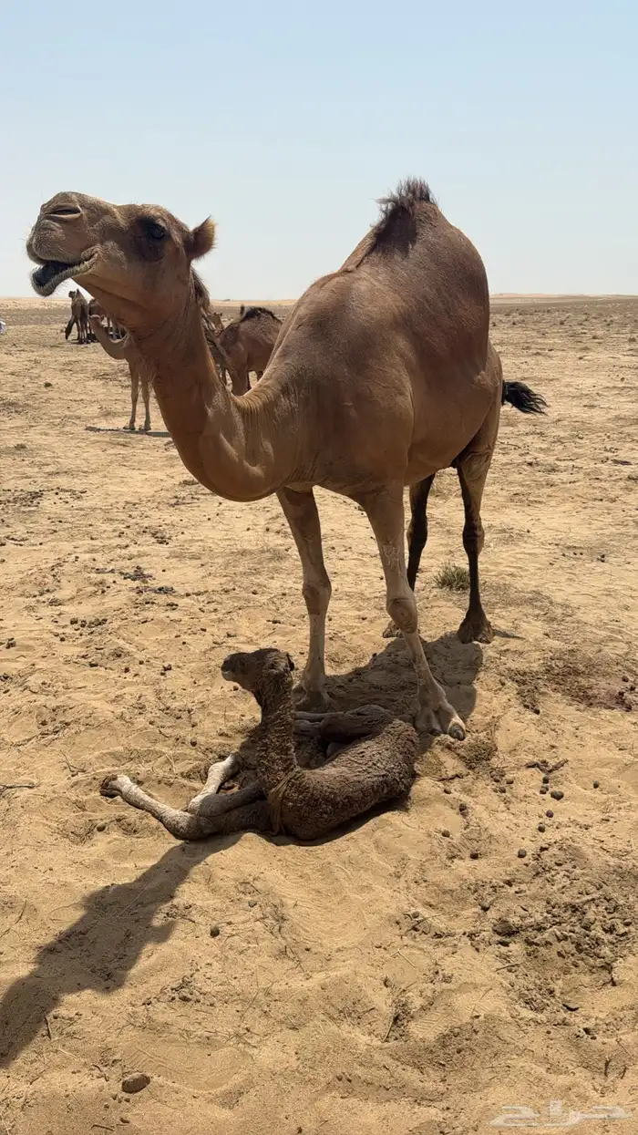 ابل سواحل مراح 0
