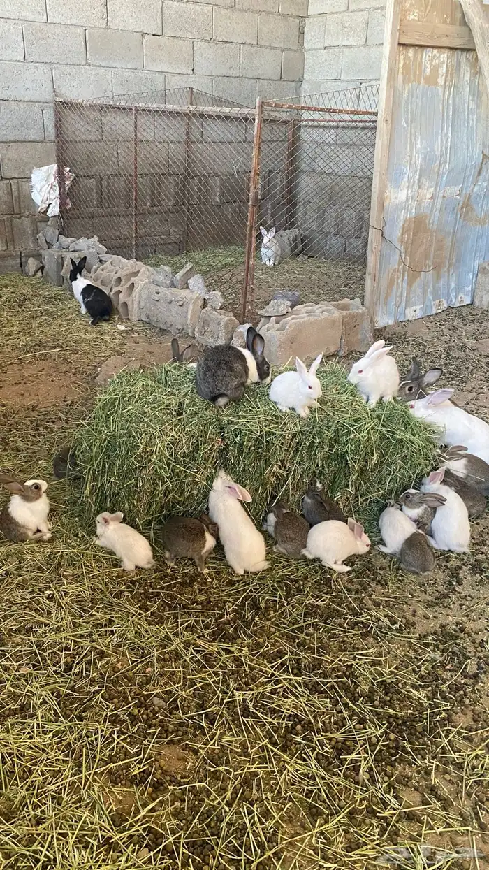 ارانب بلديه وفرنسية 1