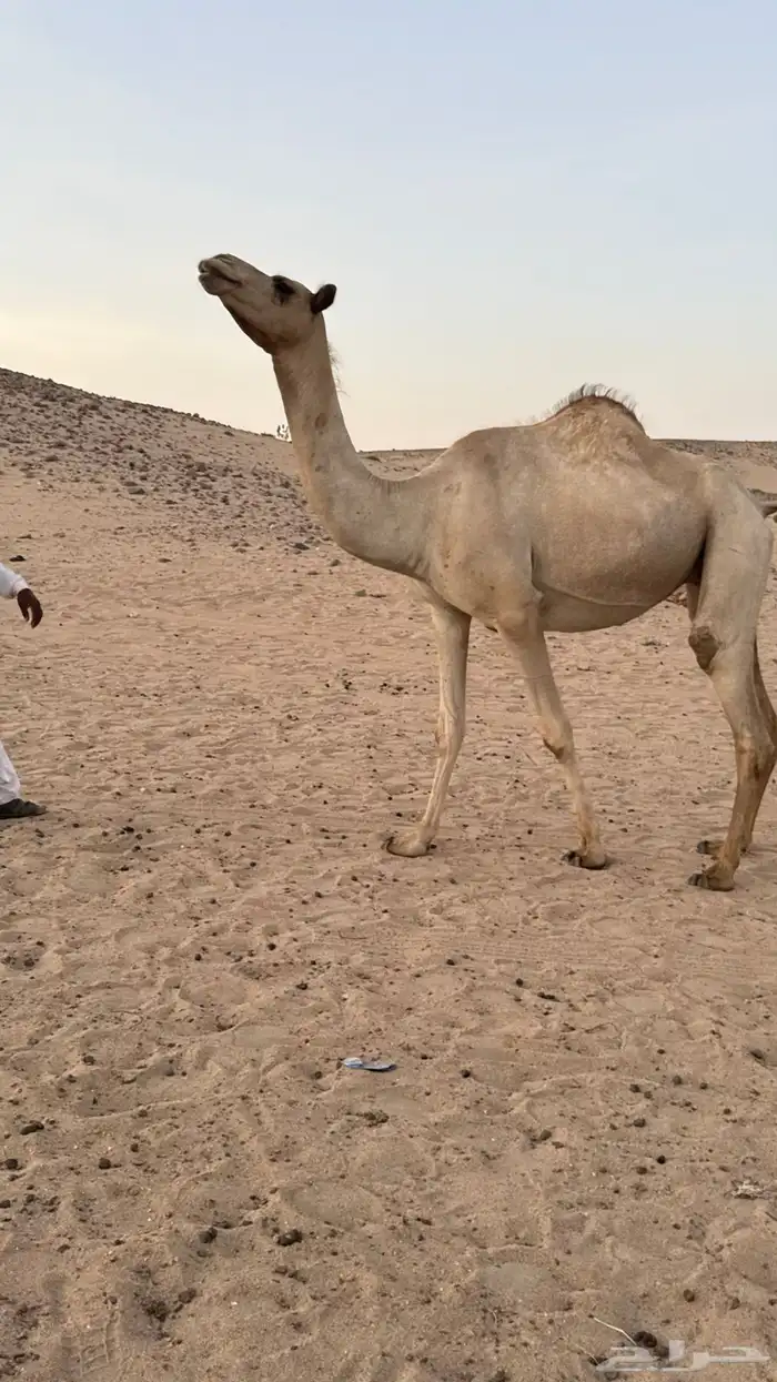 بكره بكر بنت الاعور جمل القرشي اختها مبيوعه بمليون ونص 5