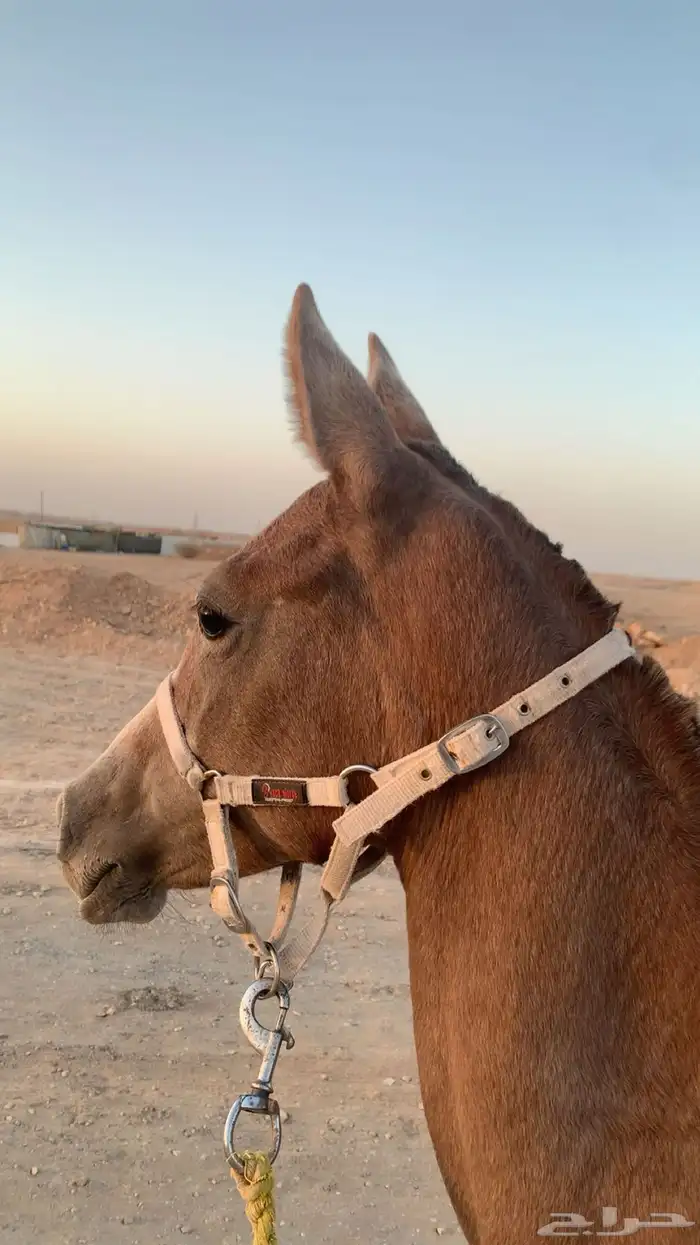 مهر 0