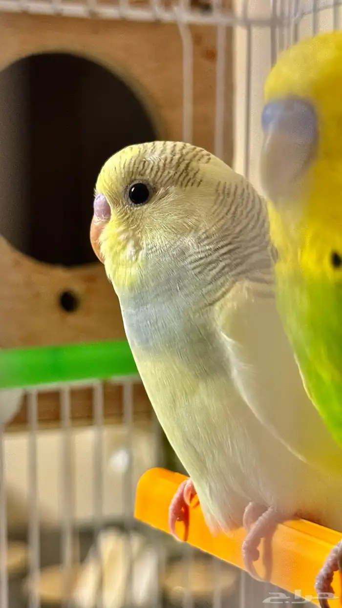 بادجي زوج ذكر وأنثى اليف جد ا 3