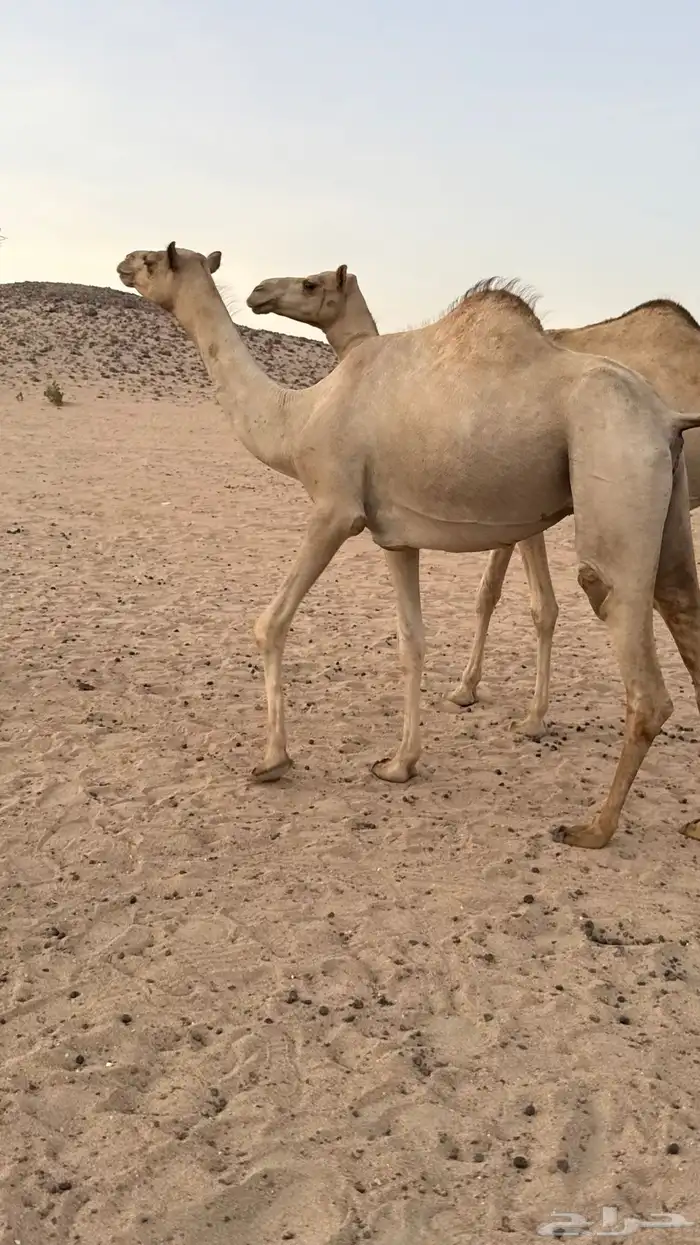 بكره بكر بنت الاعور جمل القرشي اختها مبيوعه بمليون ونص 13
