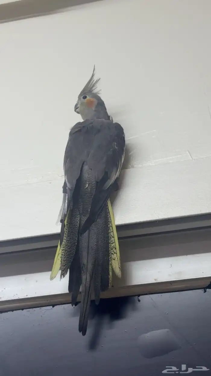 كروان منتجه غير اليفه حق تزاوج 1