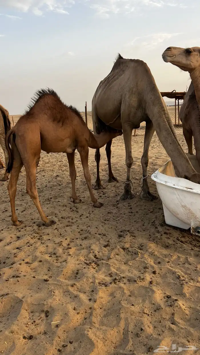 بكره للبيع على حليب امها 1