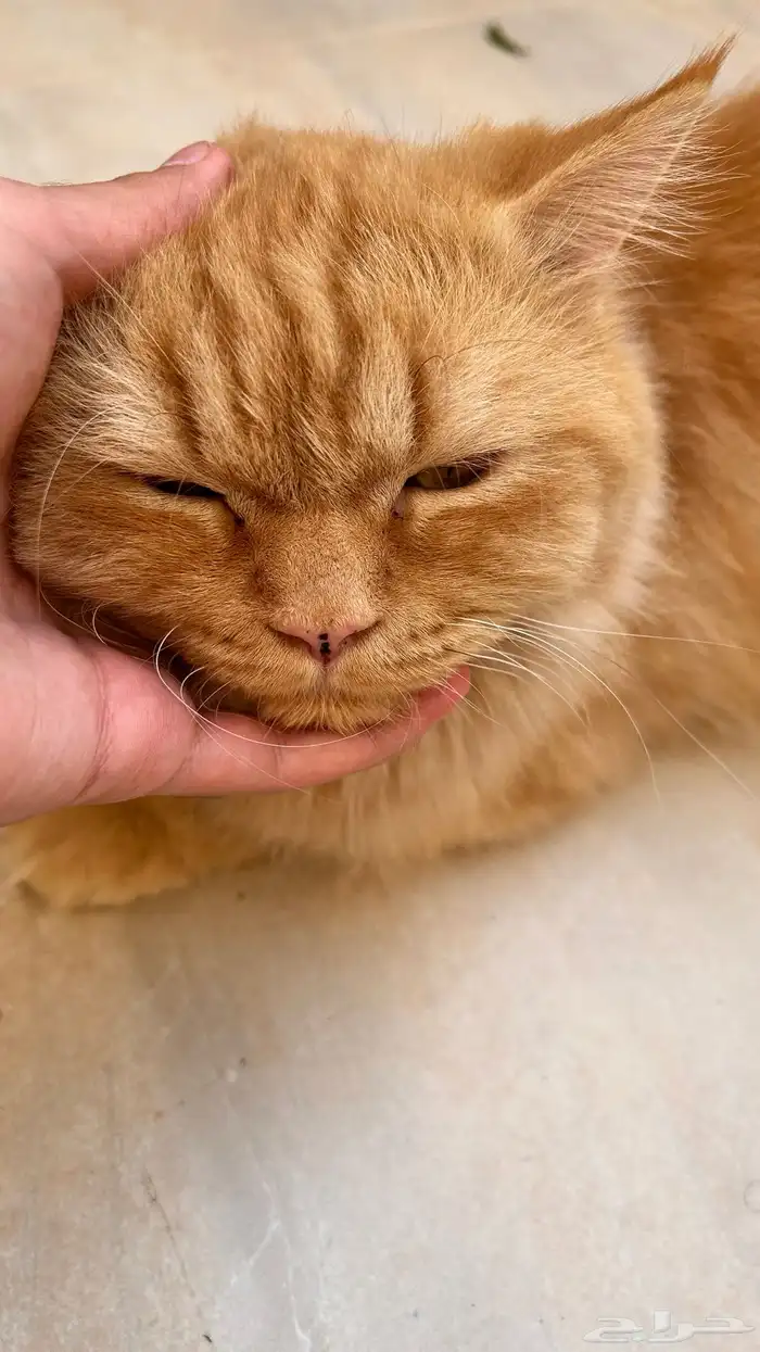 قطوه 0