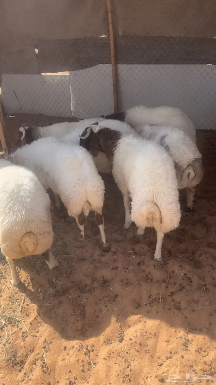 طليان نعيمي 2