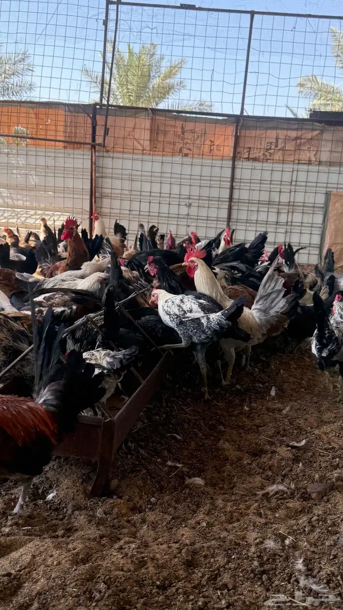 دجاج وديكة اعمارهم 7 اشهر ( بلدي ) ( البيع جملة ) 2