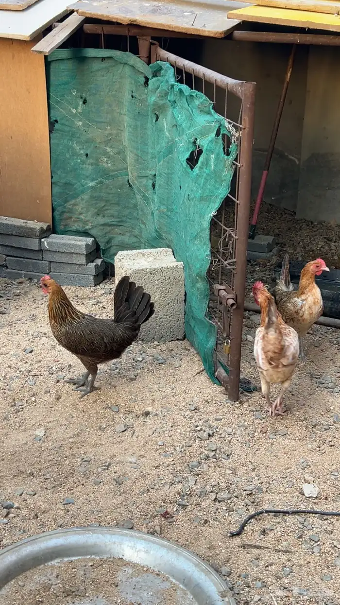 دجاج بلدي 5