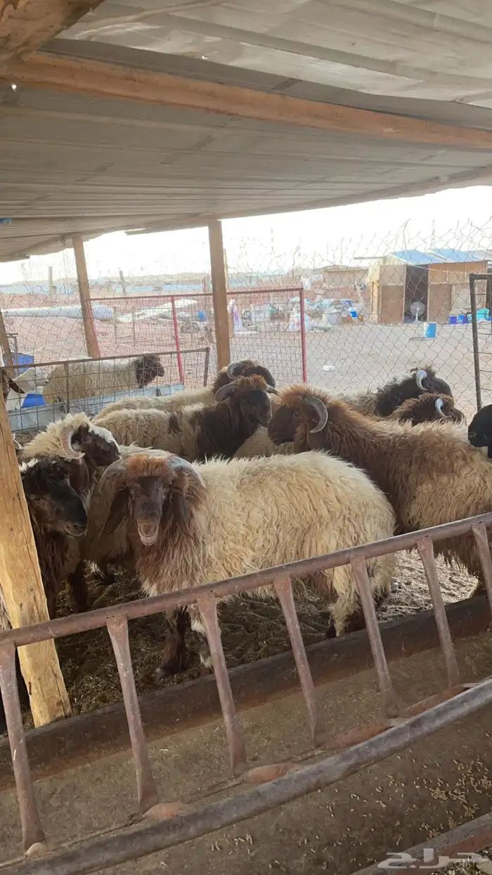 ذبايح نعيم نجدي سواكن شامل خدمة سلخ وتوصيل 1