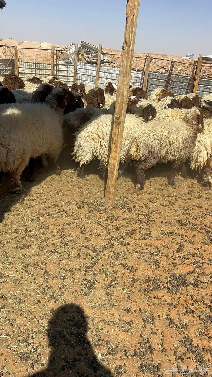 جذعات نعيم رخال 3