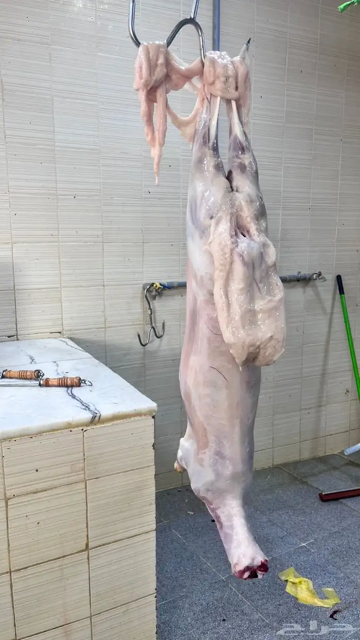 طليان حريه ثلاجه ومناسبات يوجد ذبح وتوصيل 1