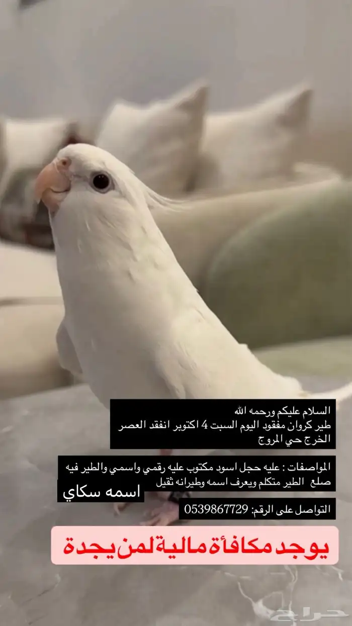 طير مفقود 0