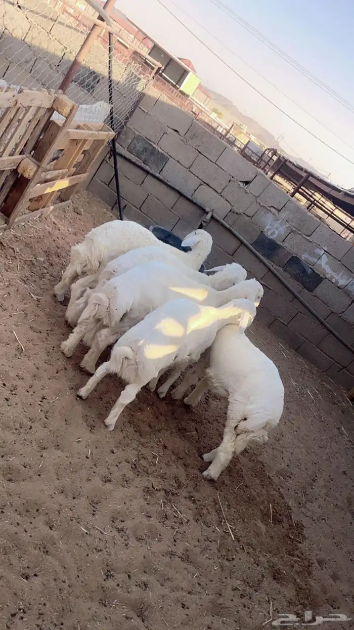 طليان حرية ذبايح طيبة بالحيل 0