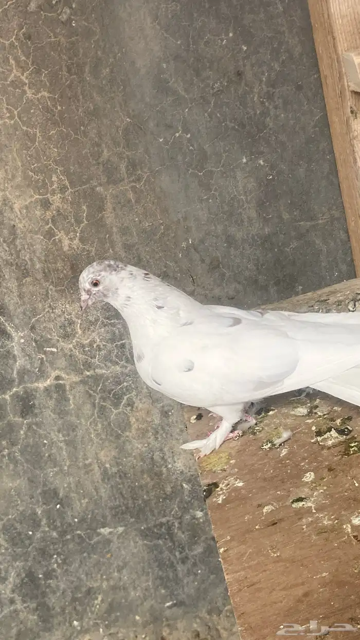 حمام شماسيه هزازيه 2