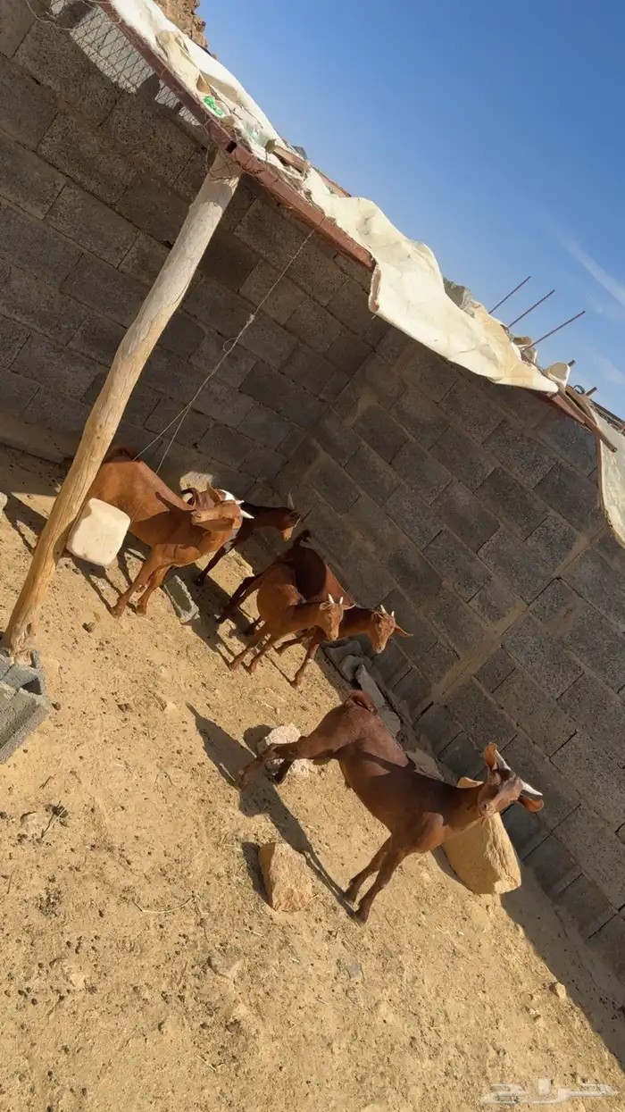 ماعز للبيع 0