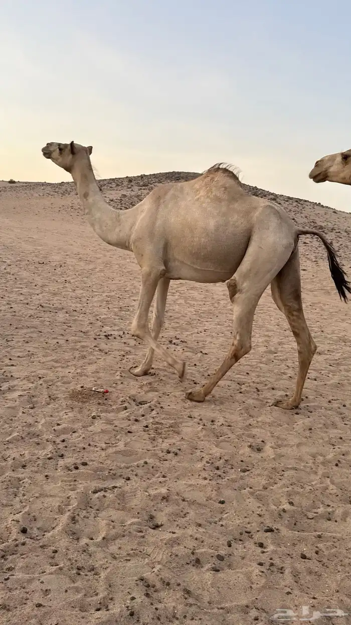 بكره بكر بنت الاعور جمل القرشي اختها مبيوعه بمليون ونص 12