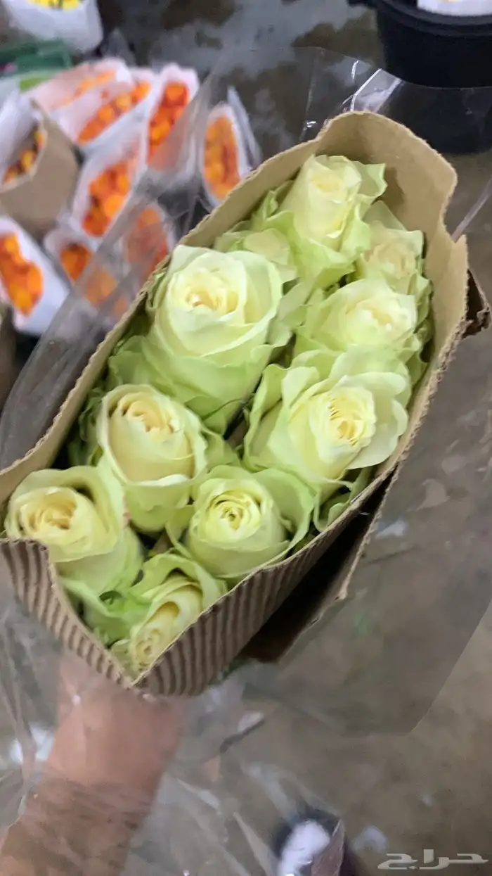 ورد طبيعي بالجملة 0