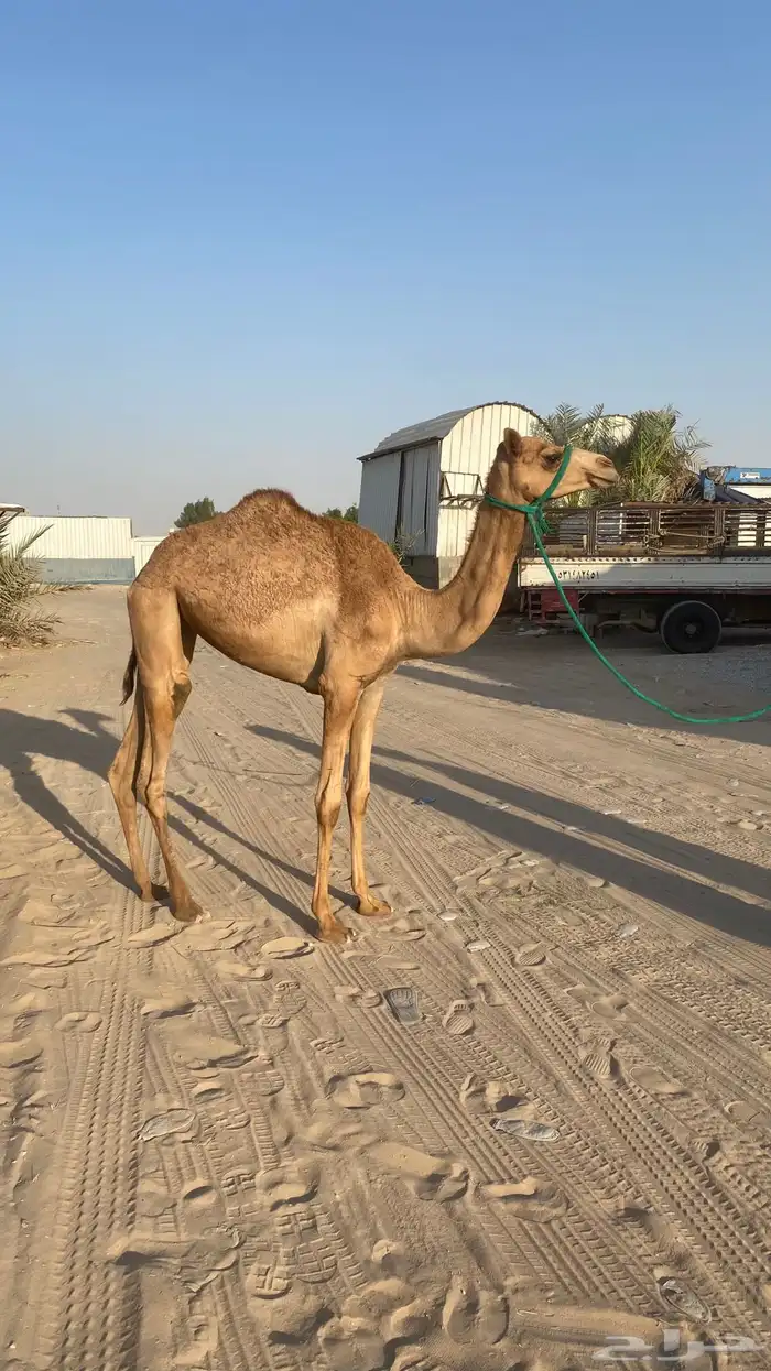 حقه للبيع سلاله فل 2