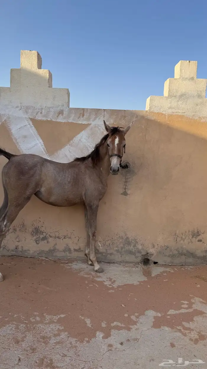 مهره شعبيه شيخه 0