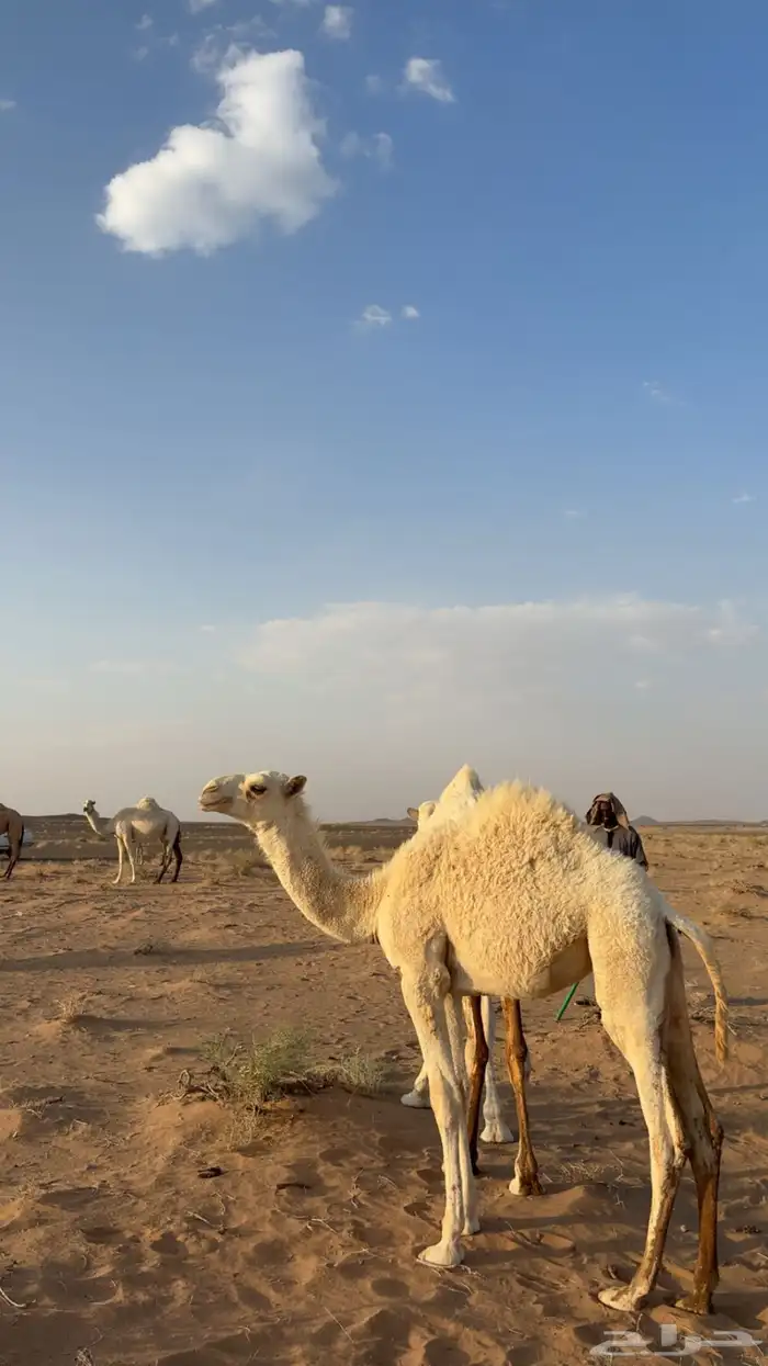 حوارة عونيه عمرها5شهور 0